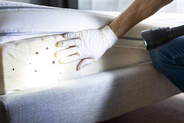 Best Pest Control for Homes  in Shelbina, MO