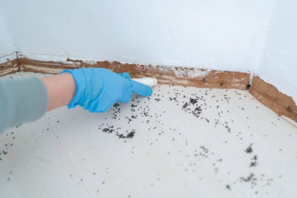 Best Bed Bug Extermination  in Shelbina, MO